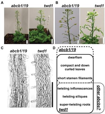 Loss of Multiple ABCB Auxin Transporters Recapitulates the Major twisted dwarf 1 Phenotypes in Arabidopsis thaliana